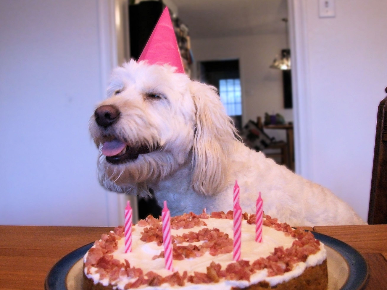 Birthday Cake For Dogs
 Birthday Dogs