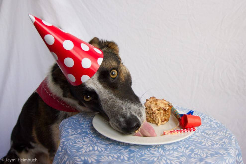 Birthday Cake For Dogs
 How to make a dog birthday cake