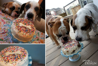Birthday Cake For Dogs
 Puppy Cake Recipe Idea Moms & Munchkins