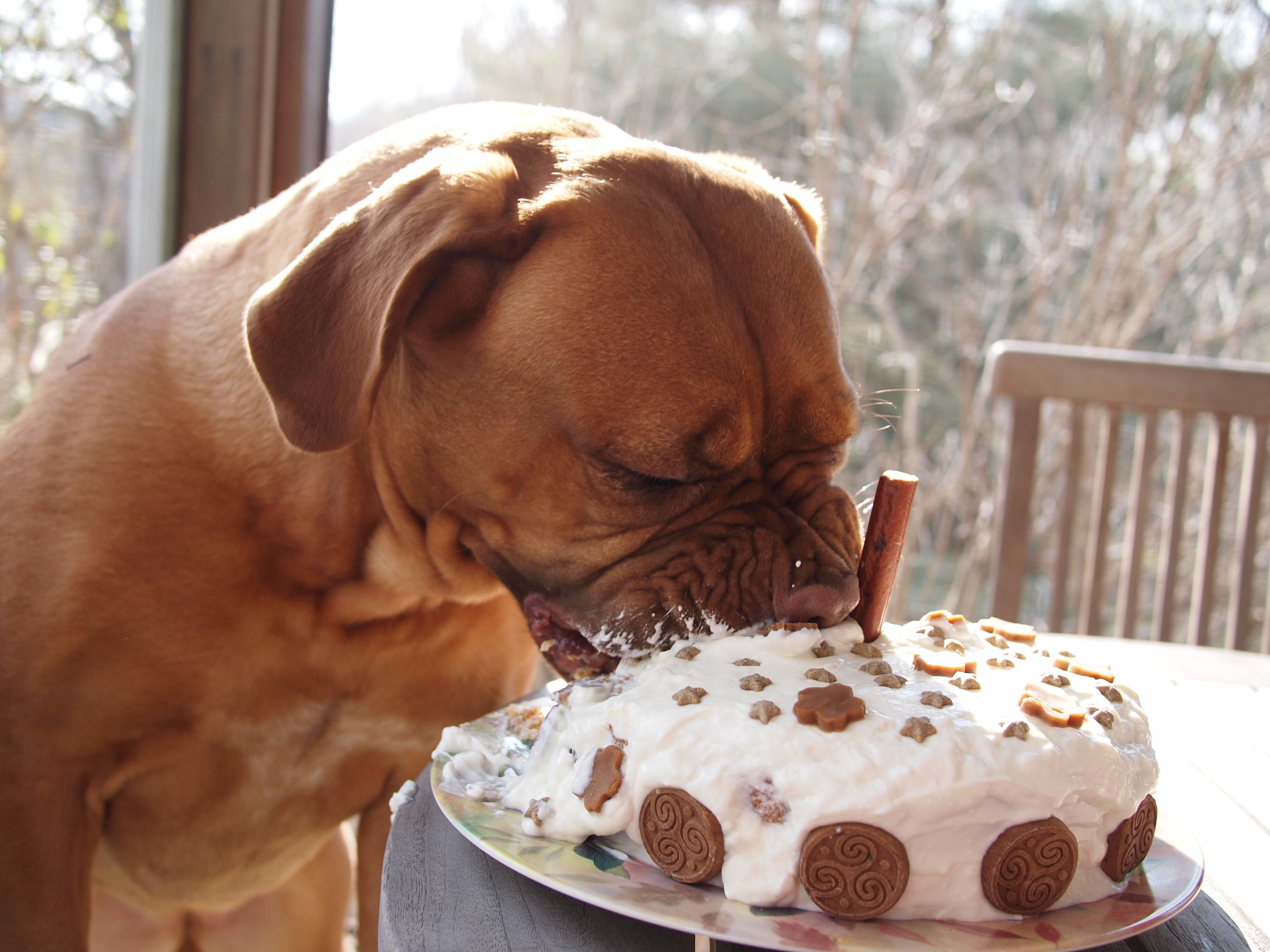 Birthday Cake For Dogs
 dog birthday cake
