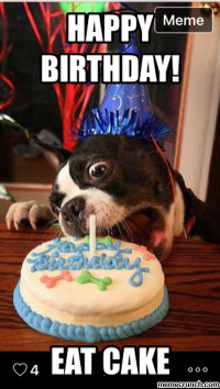 Birthday Cake Meme
 Birthday dog