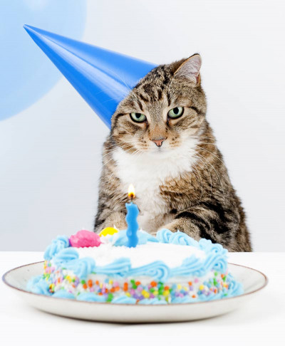 Cat Birthday Cake
 Amazing Cake Birthday Cake Recipes Ideas And Inspiration