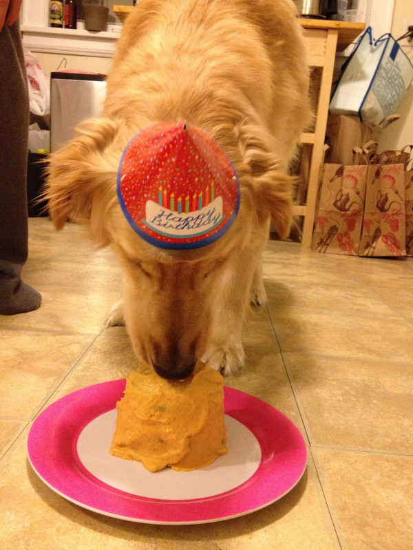 Dog Birthday Cake
 dog birthday cake